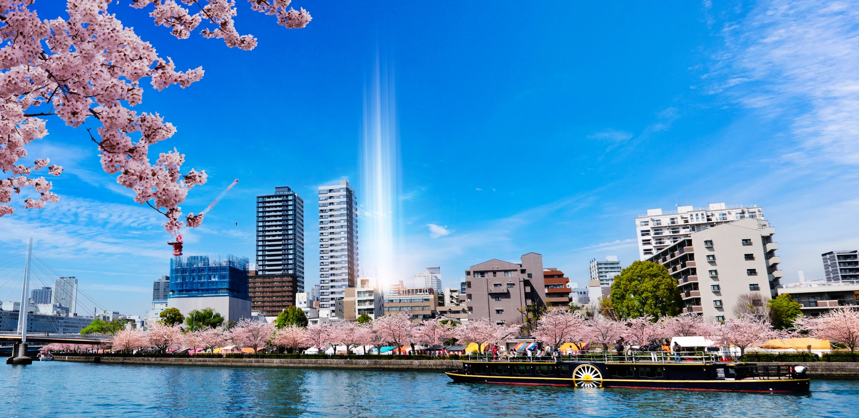 桜のビジュアル