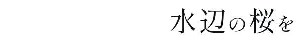 水辺の桜を