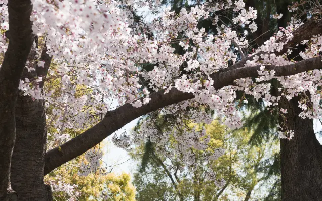 真田山公園の桜