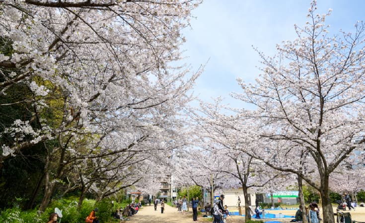 靱公園の桜