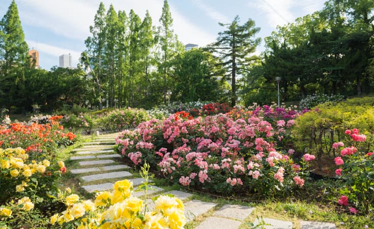 靱公園のバラ