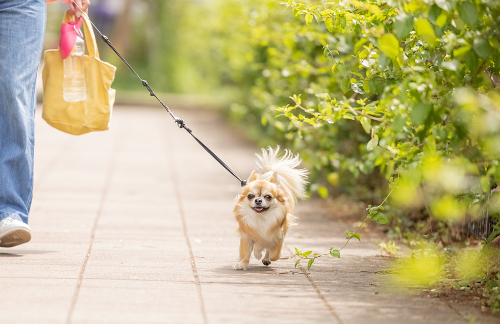 セール 共同でペットを飼う